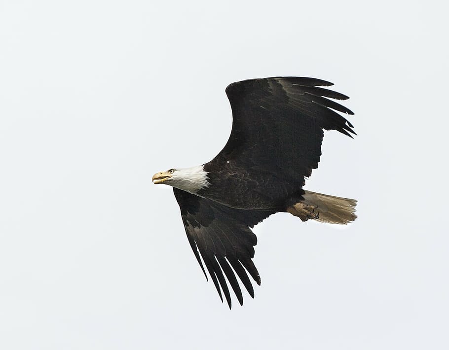 2880x1800px | free download | HD wallpaper: photo of bald eagle flying ...