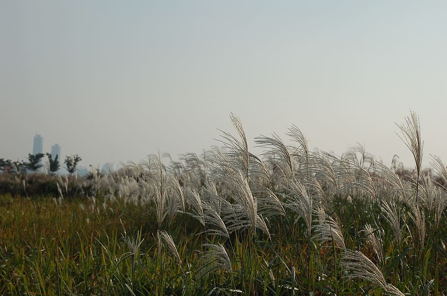 reed, outing, park, reeds forest, landscape, ex 4, plant, sky HD wallpaper