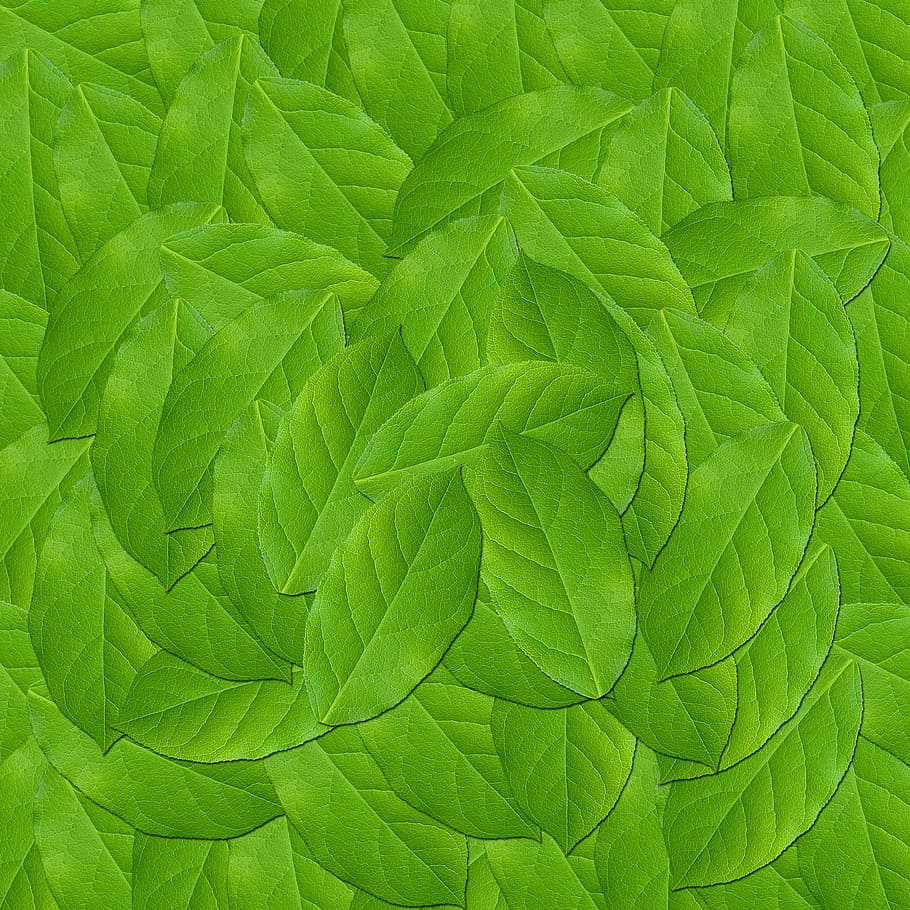 1082x1922px | free download | HD wallpaper: leaf, plant, nature ...