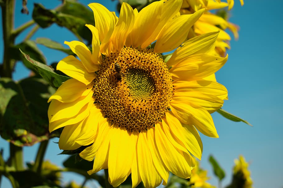 sunflower, summer, flowering plant, yellow, flower head, freshness HD wallpaper