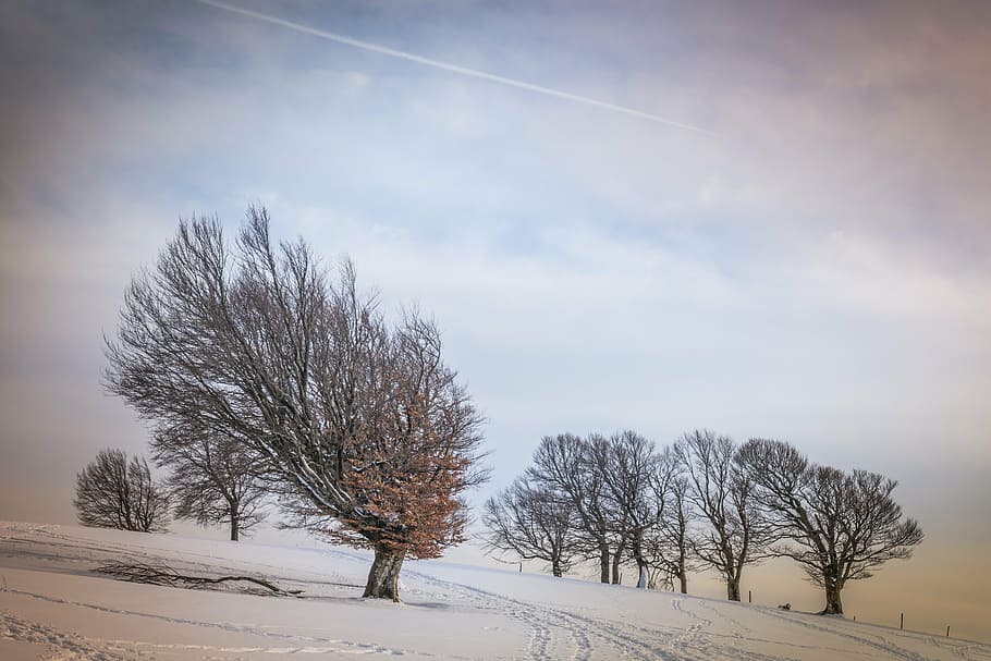 trees on sand during daytime, winter, snow, wintry, cold, white HD wallpaper