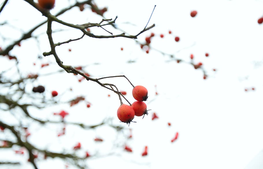 winter, berry red, tree, plant, cold, berries, wintry, branches HD wallpaper