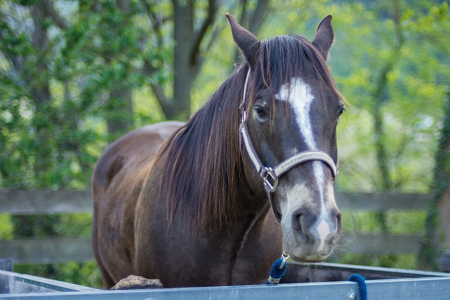 portrait, horse, summer, spring, animal, racehorse, farm, nature HD wallpaper