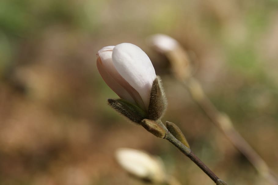 bud, plant, spring, magnolia, garden, growth, close-up, beauty in nature HD wallpaper