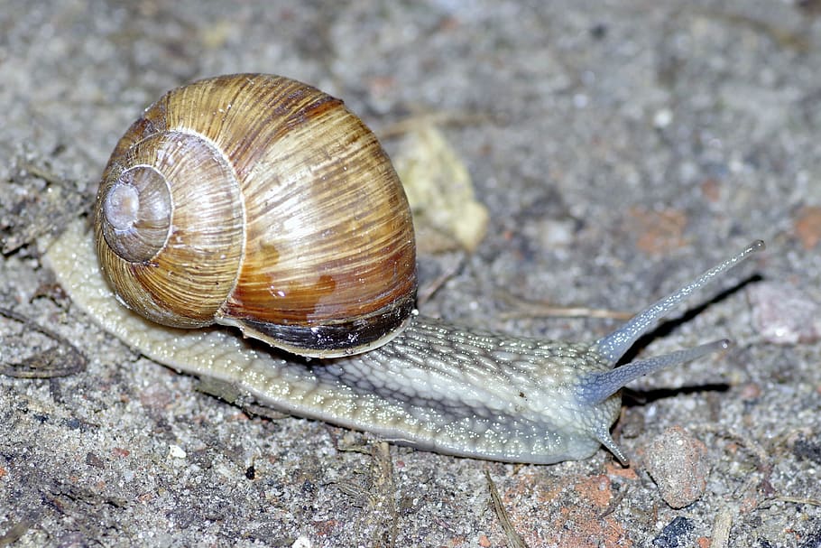 Snail, Shell, Horns, Seashell, winniczek, crawl, the creation of HD wallpaper