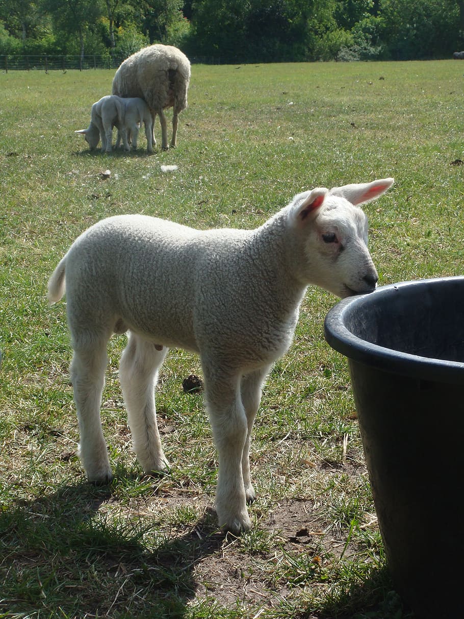 lamb, drinking, bucket, grass, spring, sunlight, water, mammal HD wallpaper