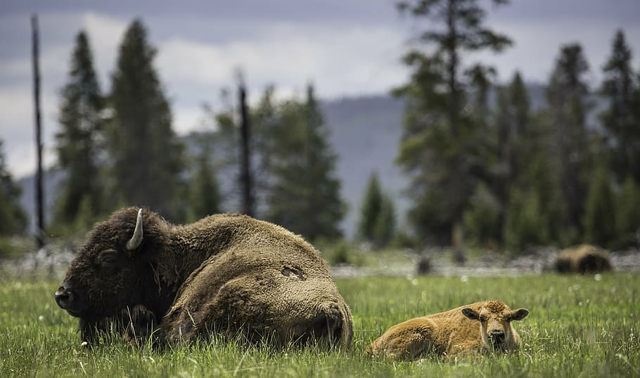shallow focus photography of bison lying on green grass, buffalo HD wallpaper