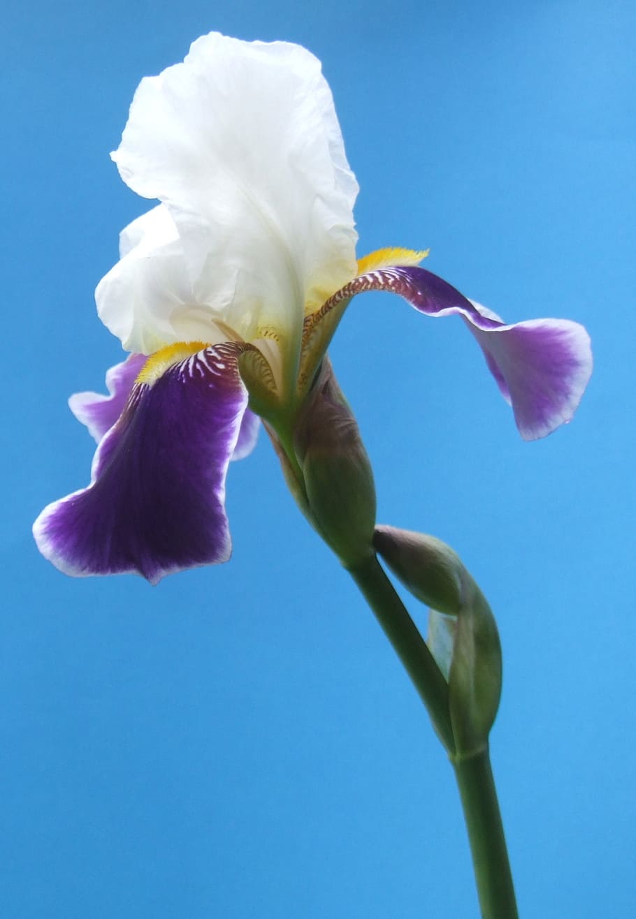 iris, flower, blossom, white, purple, petals, blooms, blue sky HD wallpaper