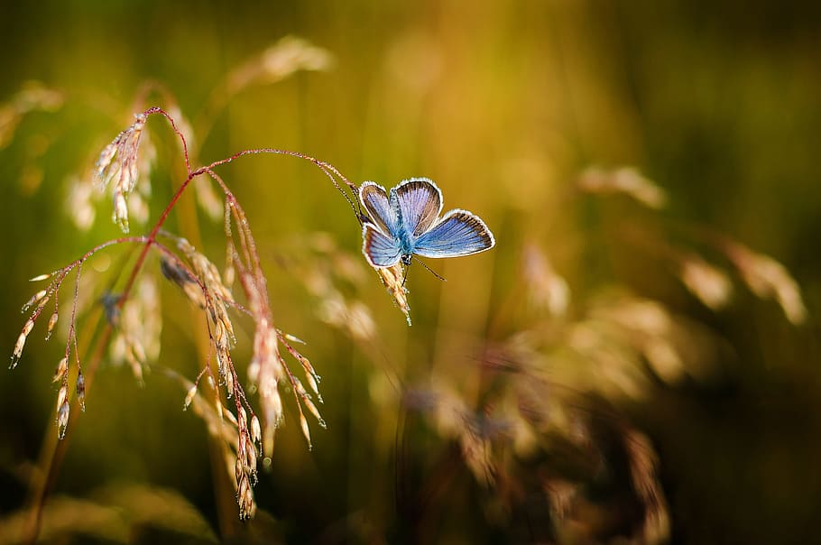 blue and black butterfly on green plant, insects, blue wings HD wallpaper