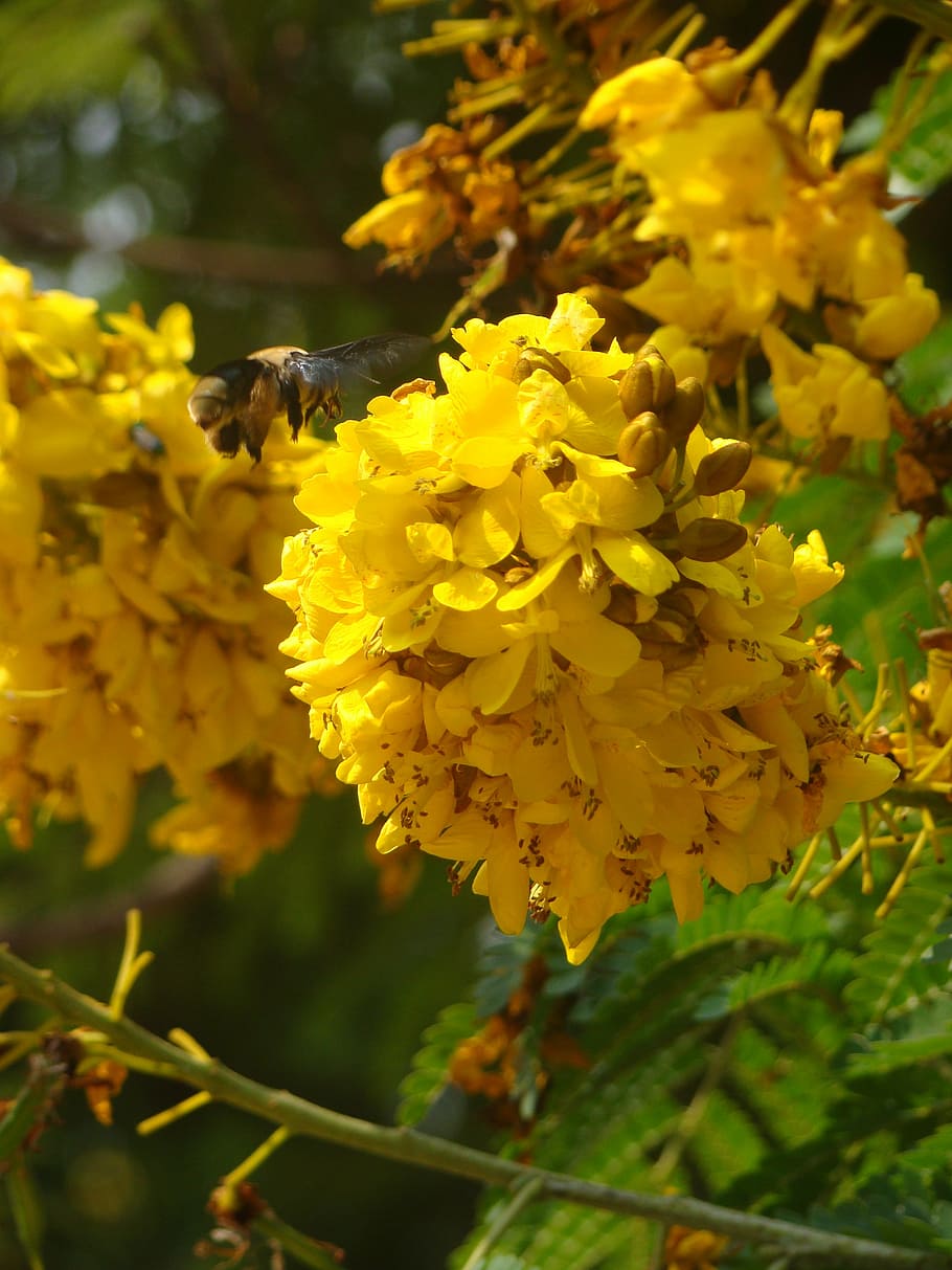 bumblebee, flowers, tree, nature, yellow, flowering plant, fragility HD wallpaper