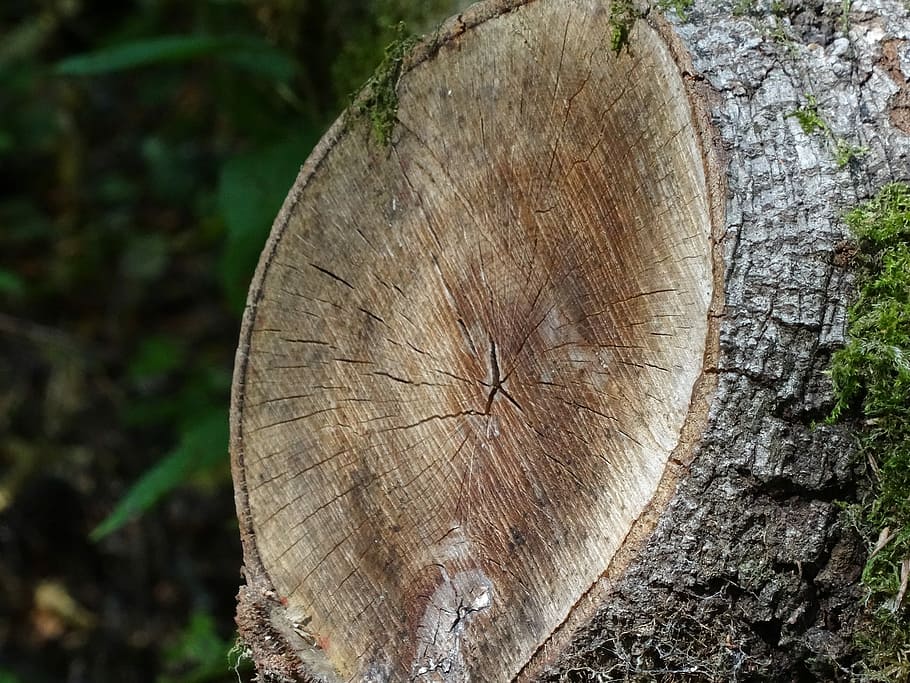 Tree, Log, Sawed Off, Nature, like, tree ring, tree stump, cross section HD wallpaper
