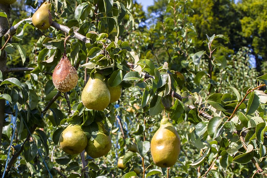 pears, risk of infection, lazy, rotten fruits, food and drink, HD wallpaper