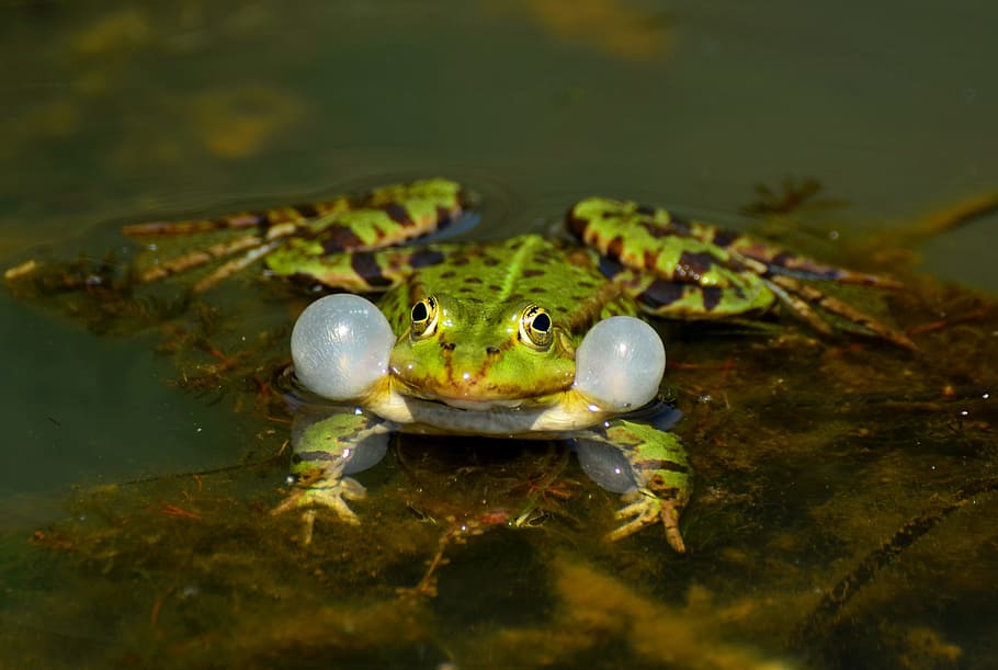 green frog on floating dried leaf, Aquatic Animal, Close, Garden Pond, HD wallpaper