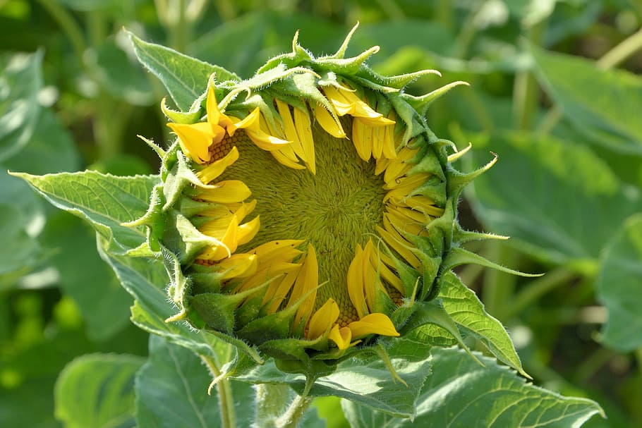 sun flower, bud, going up, yellow, summer, helianthus, bright HD wallpaper