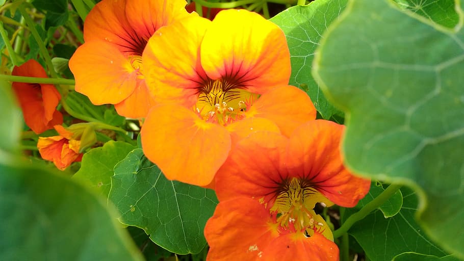 Flower, Nature, Orange, Background, flowers, leaves, plants HD wallpaper