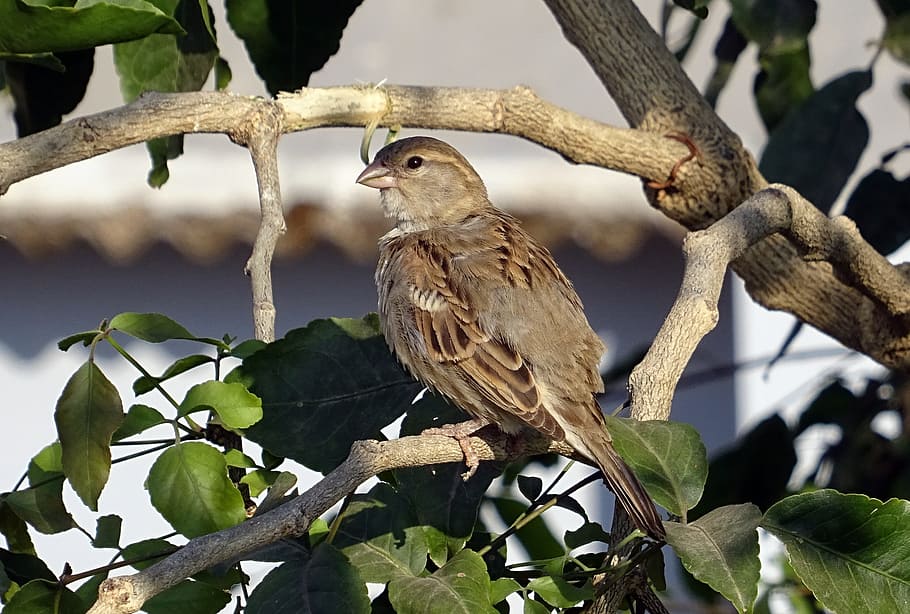 Bird, House, House Sparrow, Female, passer domesticus, passeridae, HD wallpaper