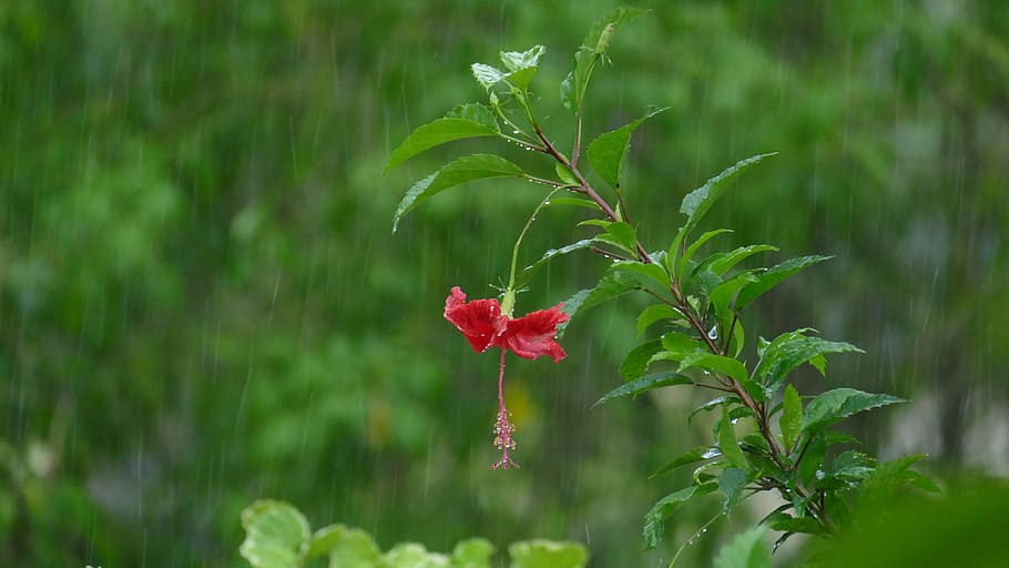 selective focus photography of red hibiscus flower during rain, HD wallpaper