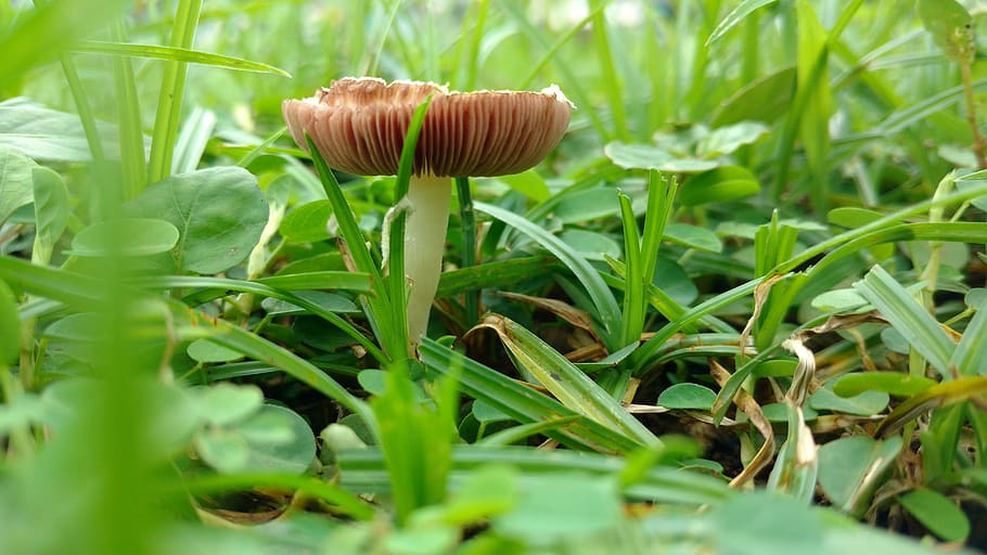 Grass, Green, Sunlight, green color, growth, nature, mushroom HD wallpaper