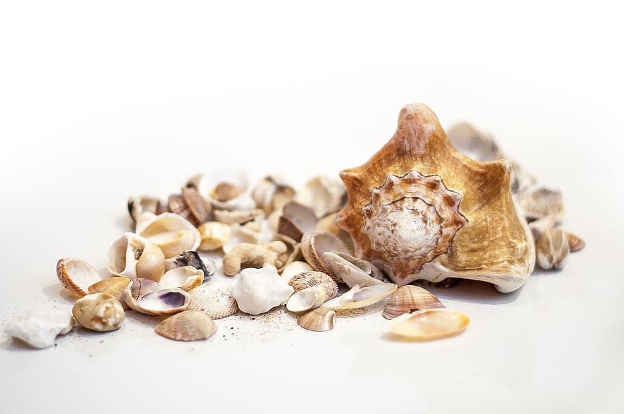 Shell, White, Sea, Nature, Marine, organic, seashell, white background HD wallpaper