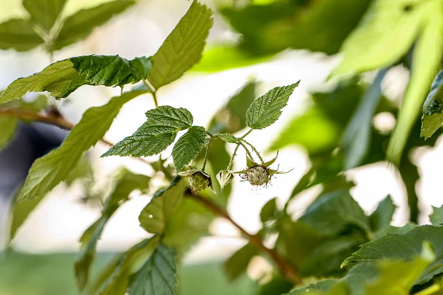 Plant, Summer, green, leaf, green color, food and drink, freshness HD wallpaper
