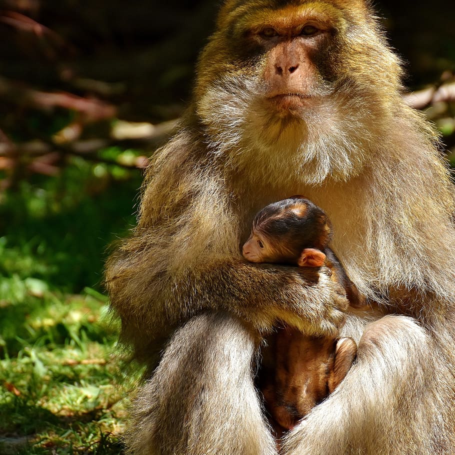 ape, baby monkey, barbary ape, endangered species, monkey mountain salem, HD wallpaper