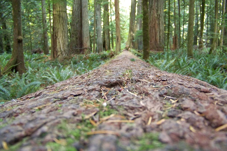 redwoods, trees, forest, tall trees, nature, sequoia, natural HD wallpaper