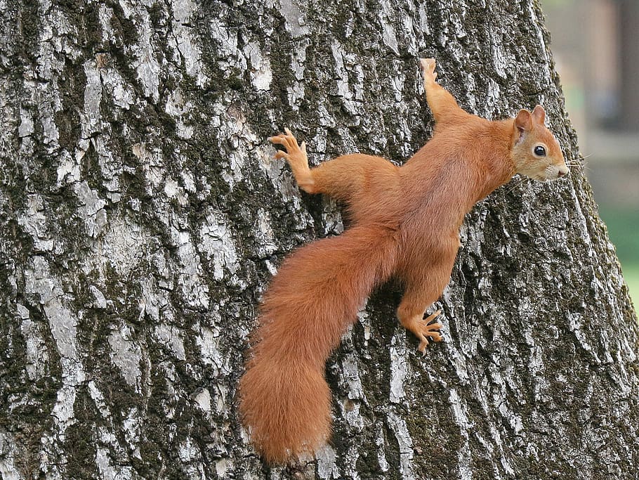 squirrel crawling on tree trunk during daytime, animals, nature HD wallpaper