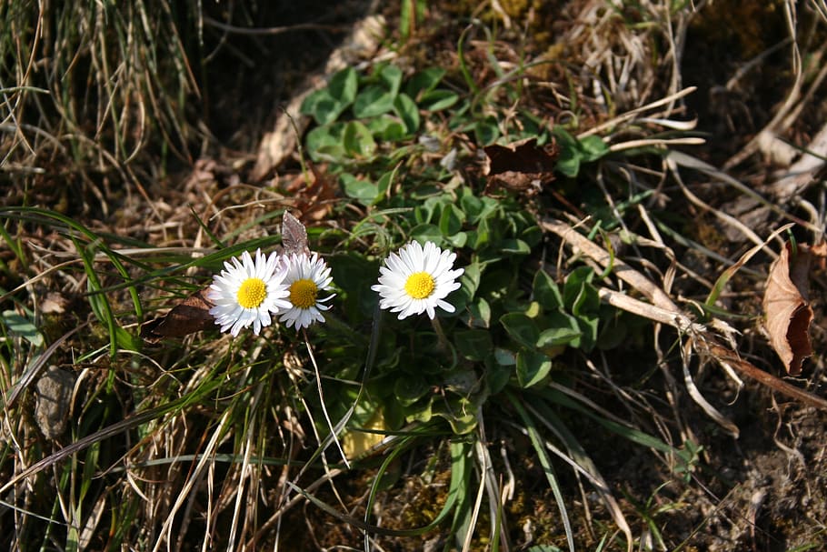 spring, daisy, harbinger of spring, flowering plant, freshness HD wallpaper