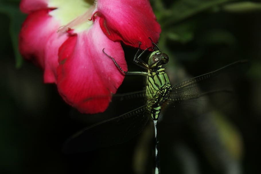 insect, flower, red, macro, plant, fly, night, animal, dragon fly HD wallpaper