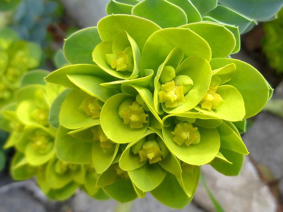 Spring, Flower, Spurge, green, nature, plant, green Color, close-up HD wallpaper