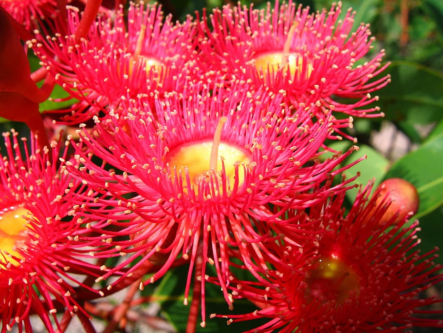 flowering gum, native australian flower, eucalyptus, red, flowering plant, HD wallpaper