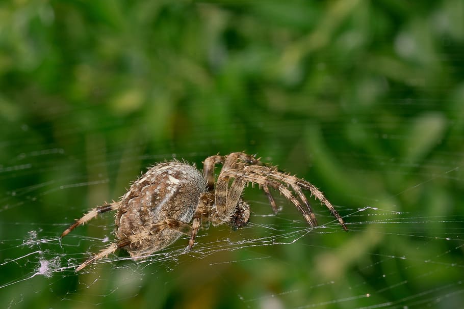 spider, network, cobweb, insect, nature, close, forest, spider macro HD wallpaper