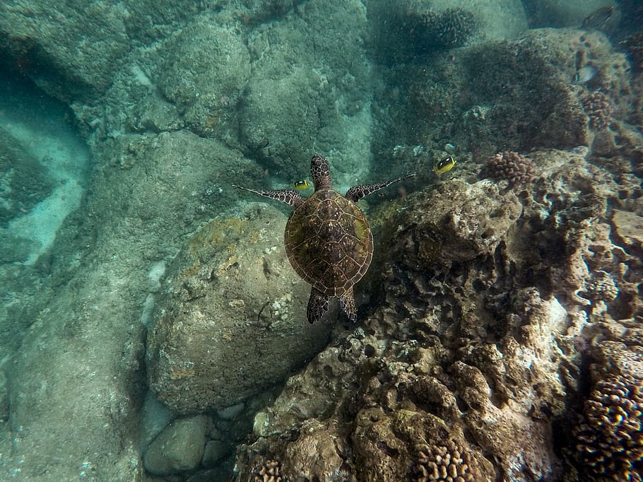 brown turtle swimming on water during daytime, green, black HD wallpaper