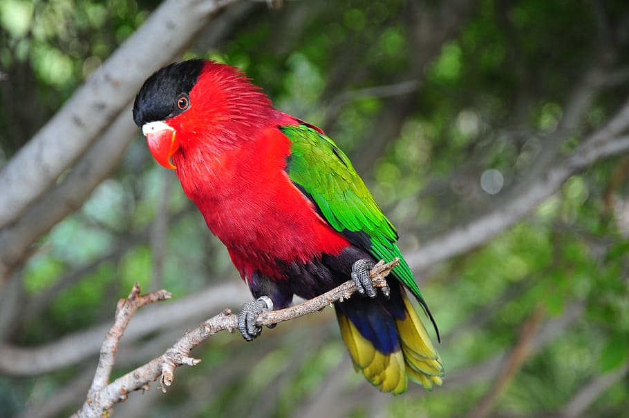 bird, tropical, colorful, animal themes, parrot, animal wildlife HD wallpaper