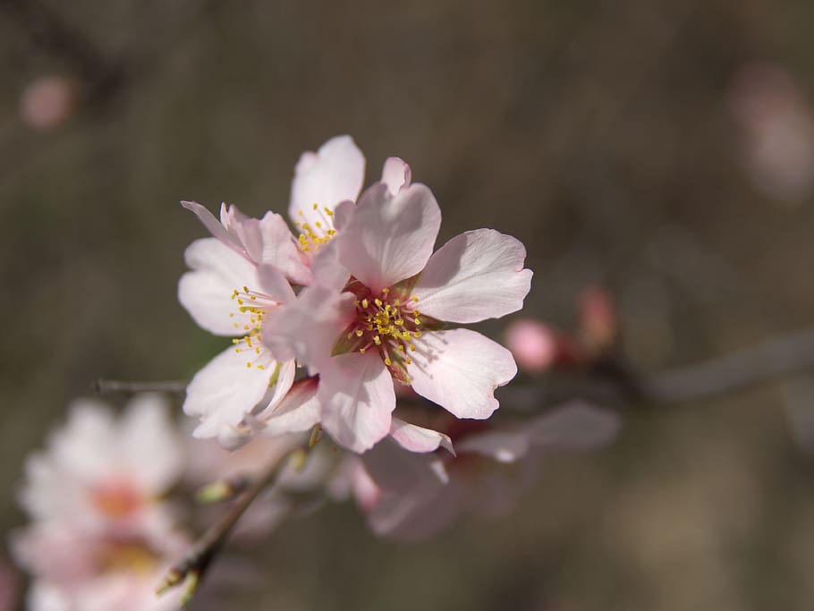 flower, flowering, tree, plant, flowering plant, fragility HD wallpaper