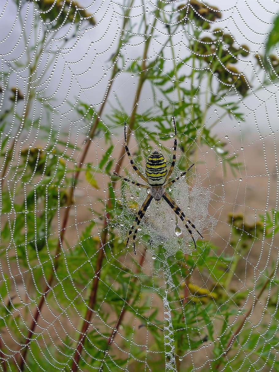Meadow, Cobweb, Spider, Morning, spider web, survival, one animal HD wallpaper