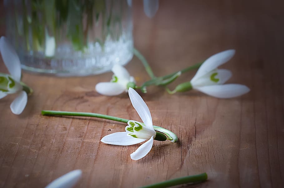 snowdrop, flower, spring flower, early bloomer, white, flowers HD wallpaper