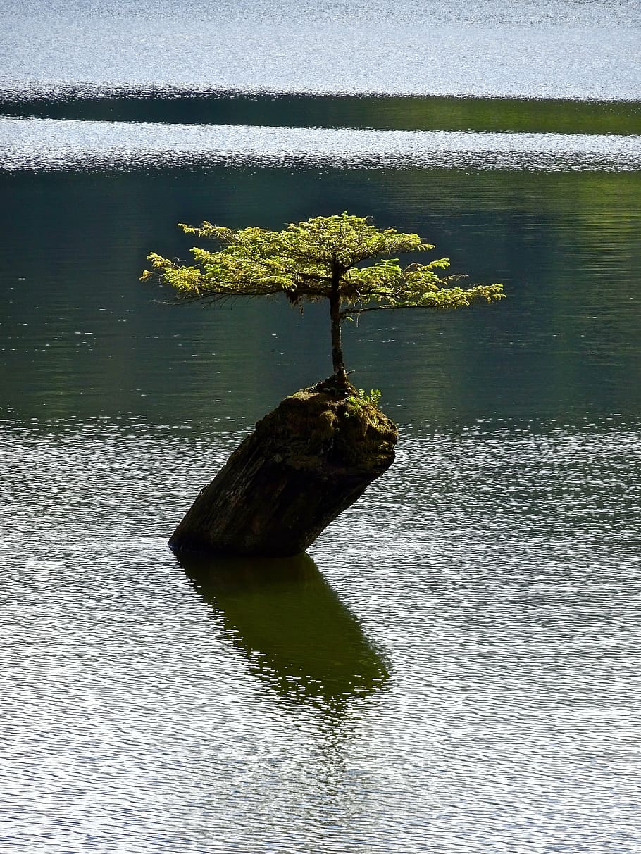 green leaf plant, tree, isolated, bonsai, botany, small, miniature HD wallpaper