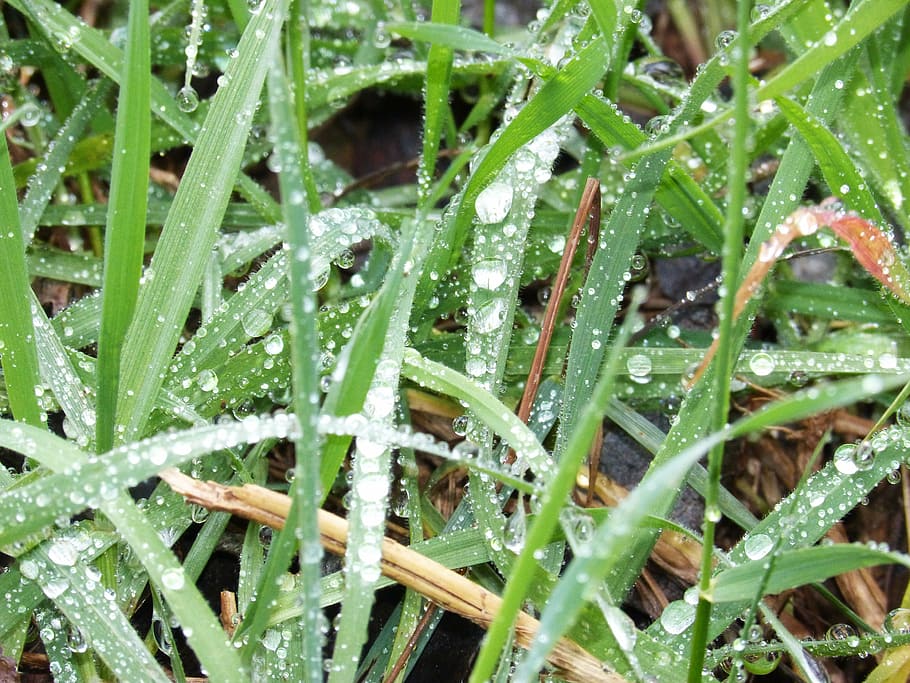 lawn, grass, drops, wet, green color, growth, plant, water HD wallpaper