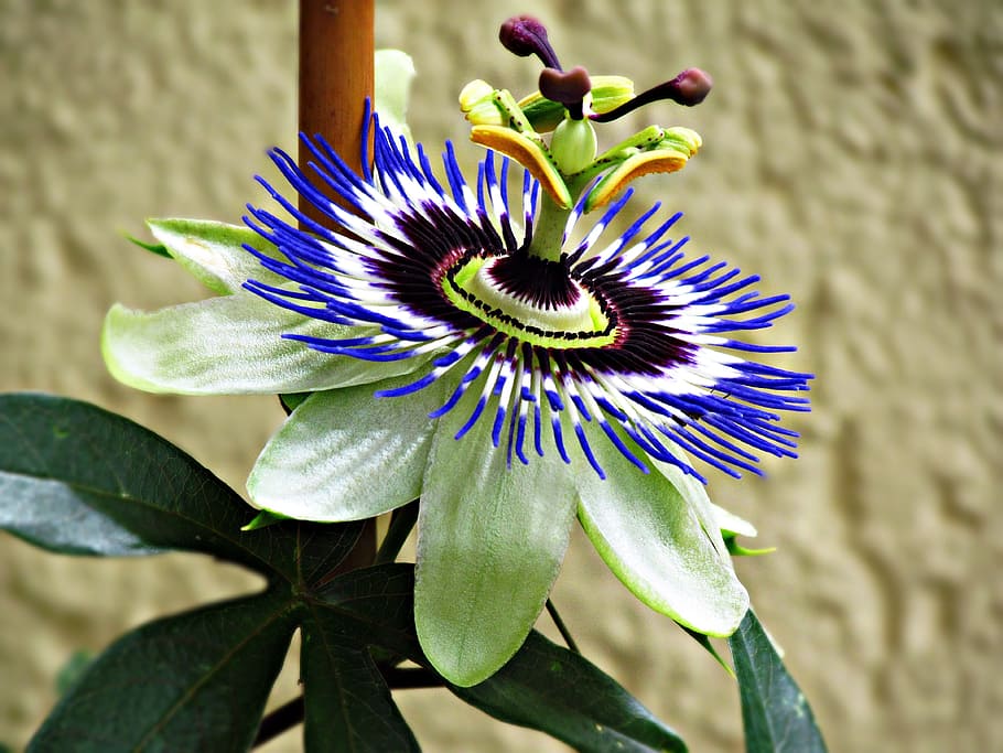 flower, potted flower, plant, houseplant, flourishing, flowering, HD wallpaper