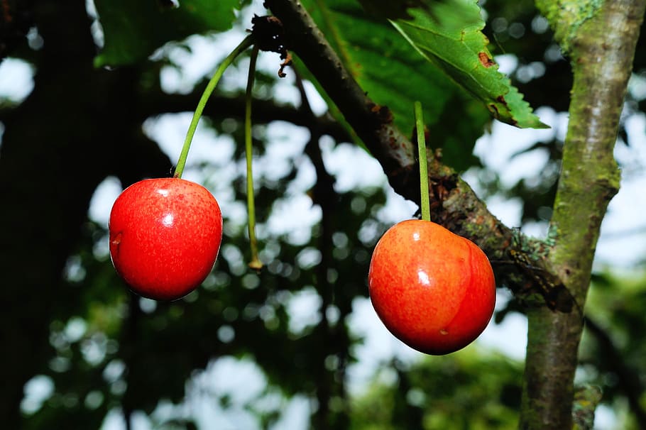 cherry tree, cherries, summer, fruit, red, sweet, delicious HD wallpaper