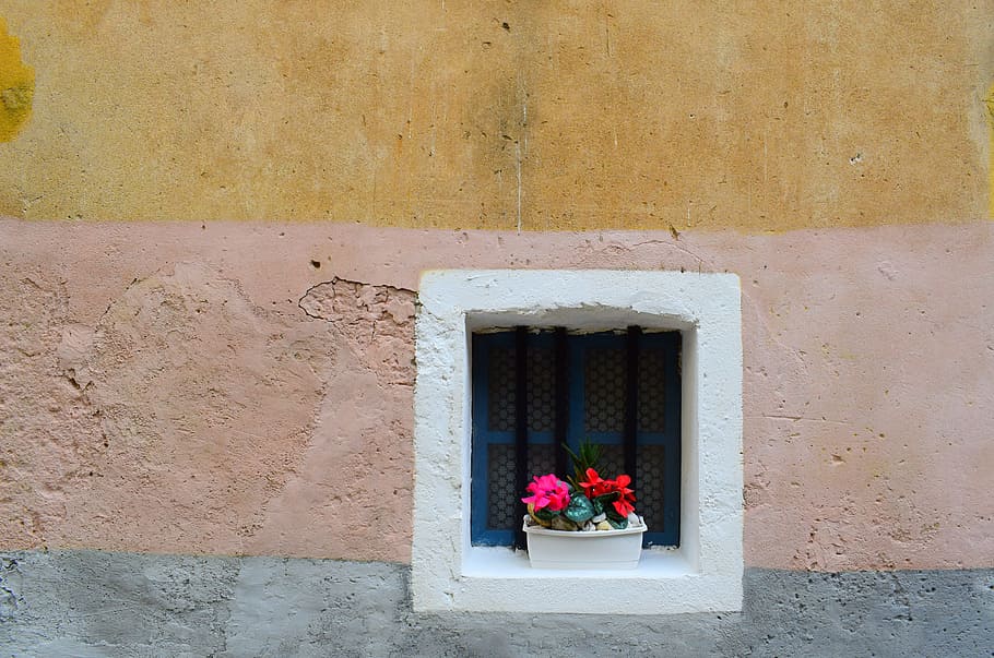 pink petaled flower near window at daytime, photography of red petaled flower in white window HD wallpaper