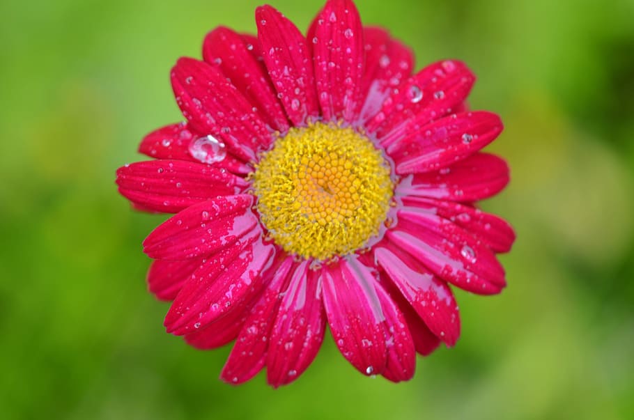 flower, daisy, nature, spring, white, plant, floral, summer HD wallpaper