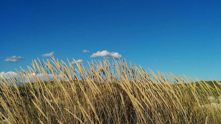 A lonely cloud, wheat fields, sky, grass, tan, plant, blue, landscape HD wallpaper
