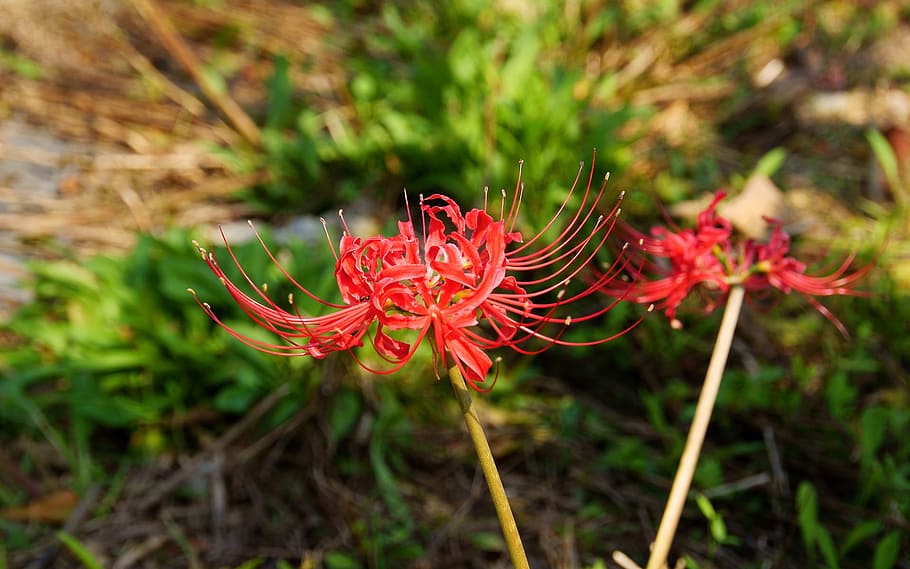 Klitschko, whether or not, nature, plant, close-up, flower HD wallpaper