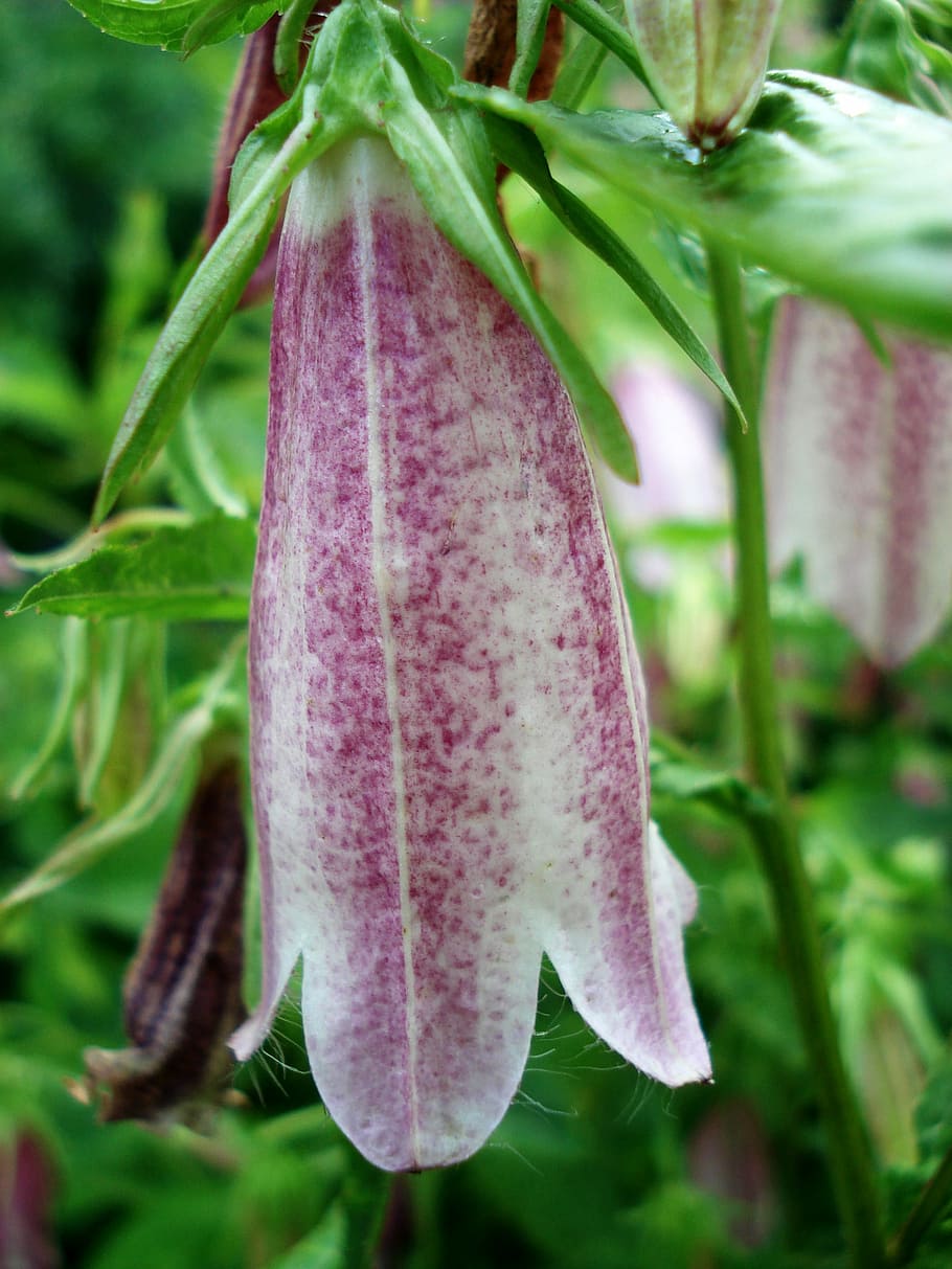 Flower, Bell, Nature, Bloom, Flora, violet, natural, growth HD wallpaper