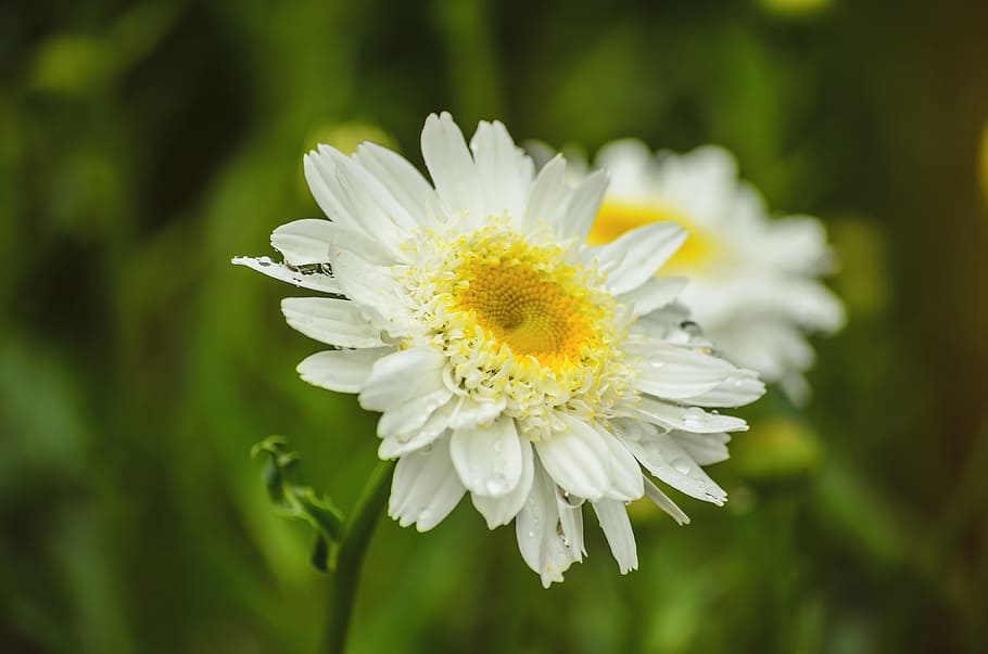white flower, spring, spring flowers, garden, summer, sunshine HD wallpaper