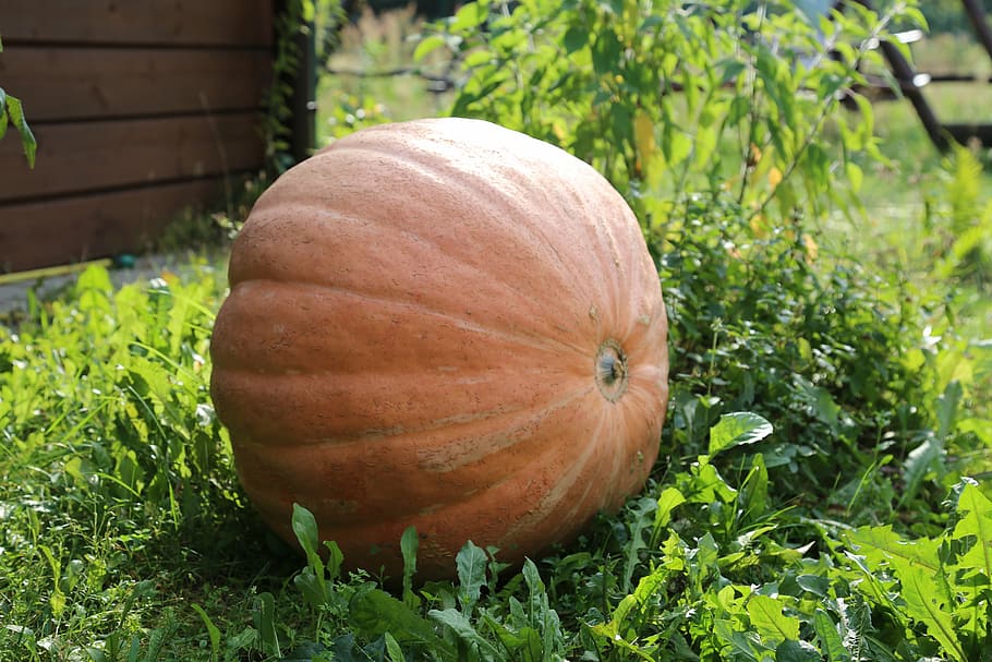 autumn, pumpkin, fruit, collections, the sun, ornamental pumpkins HD wallpaper
