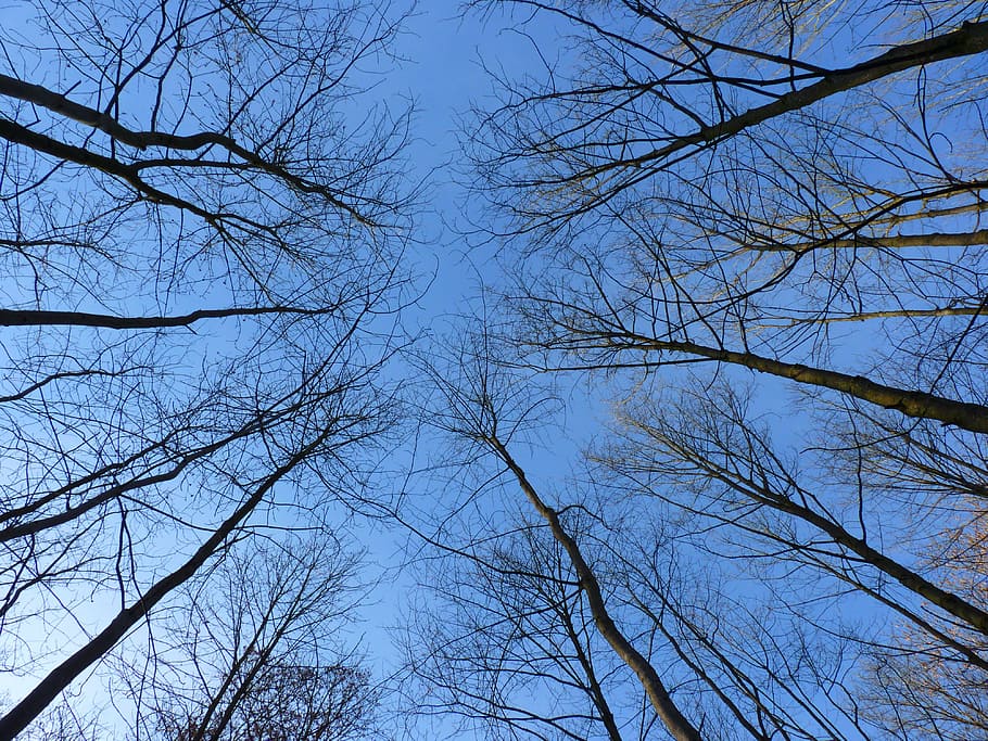 tree, trees, log, sky, nature, branch, outdoors, forest, blue HD wallpaper