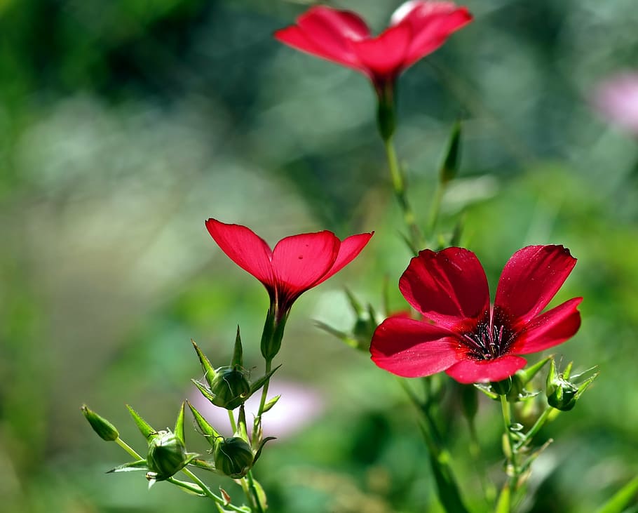 plant, nature, live, flower, summer, petal, beauty In Nature HD wallpaper